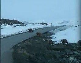 Yola inen 4 ayı korkuttu