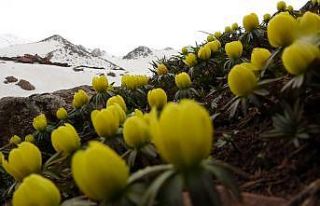 Yüksekova çiğdemlerle renklendi