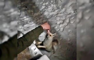 Yüksekova’da aç kalan tilkiyi lavaş ekmek ve...