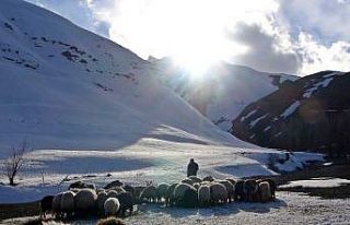 Yüksekova’da besicilerin kış mesaisi devam ediyor