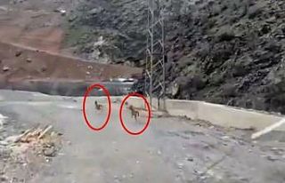 Yüksekova’da dağ keçileri görüntülendi