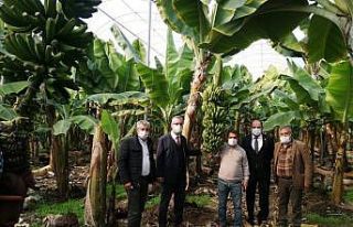 Yumurtalık’ta tropikal meyve dikimi artıyor