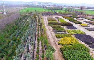 Yunusemre’de 50 bin fidan ve çalı bahara hazırlanıyor
