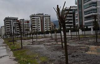 Yunusemre’de yüzbinlerce fidan toprakla buluştu