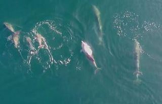 Yunusların deniz keyfi droneye takıldı