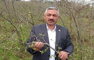 Zirai don fındık tomurcuklarına zarar verdi, rekolte...