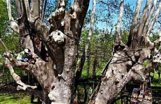 1200 yıllık dev çınara bakım