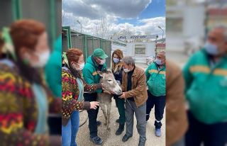 1 yıldır Çankaya’da misafir olan ’Pekmez’...