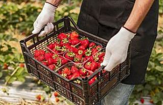 2021’in ilk çeyreğinde çilek ihracatında yüzde...