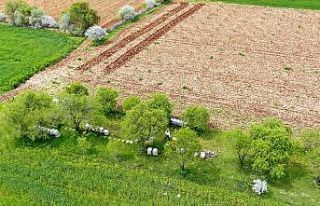20 yıl sonra keşke dememek için arıcılığa başladılar,...