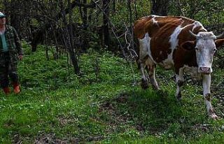 22 Buzağı aldığı ineğine gözü gibi bakıyor