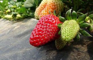 2 ay önce hasat etti 3 katı fiyata satıyor