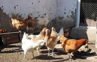 3.2 milyon kanatlı hayvan diğer şehirlere sevk...