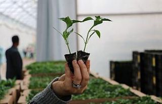 330 bin ‘Hayriye Biberi’ fidesi çiftçilere dağıtıldı