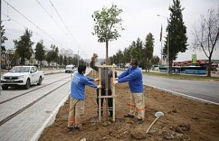 3. Etap Raylı Sistem güzergahı ağaçlandırılıyor