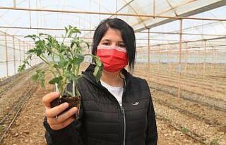 3 milyon domates fidesi toprakla buluşuyor