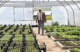 500 aileye 40 bin ata tohumu fidesi dağıtılacak