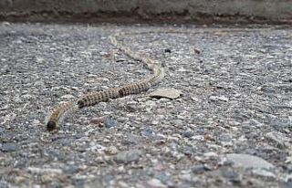 78 tırtıl ip gibi dizildi, görenler ’yılan’...