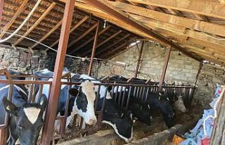 9 ineği telef olan üreticinin mağduriyeti giderildi