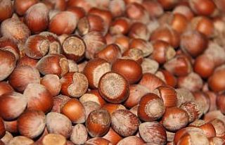 AB ülkelerine tonlarca fındık ihraç edildi