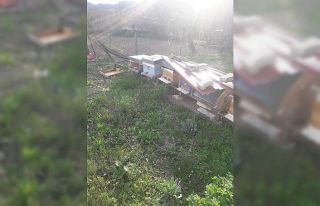 Aç ayılar Hanönü ilçesinde arı kovanlarına...