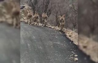 Aç kalan yaban keçileri köye indi