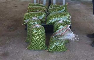 Açıkta erik hasadı başladı, kilosu 30 liraya...