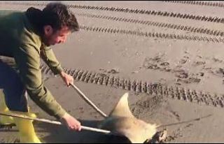 Adana’da sahilde mandabaş vatoz bulundu