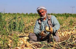 Adana’da turfanda soğan hasadı başladı