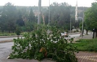 Ağaç rüzgara dayanamadı