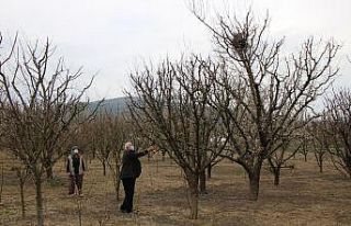 Ağaçları budadılar, kuş yuvası olan dallara...