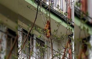 Ağaçta “iguana” olduğu sanılan nesne “kruvasan”...