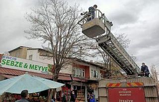 Ağaçta mahsur kalan kedi kurtarıldı