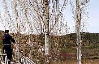 Ağaçta mahsur kalan kediyi itfaiye kurtardı