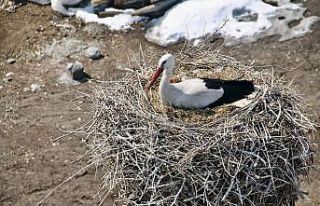 Ağrı’da baharın müjdeleyicisi leyleklerden gökyüzü...
