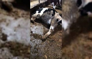 Ahırdaki elektrik kaçağı nedeniyle 3 büyükbaş...