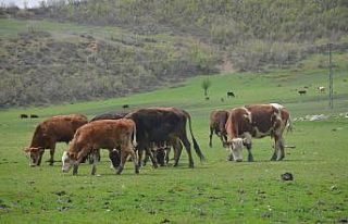 Ahırlarda bekletilen büyükbaş hayvanlar artık...