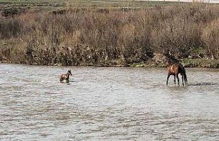 Akıntıda sürüklenen yavru yılkı atı son anda...