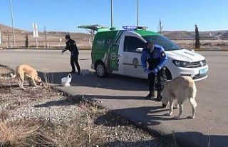 Aksaray’da hayvan koruma polisleri sokak hayvanlarının...