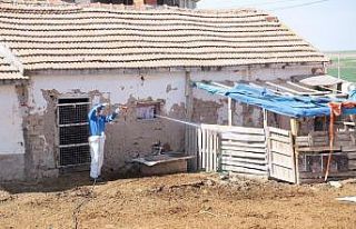 Aksaray’da kara sinek ve haşerelere karşı mücadele...