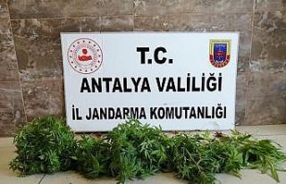 Alanya’da Hint keneviri operasyonu