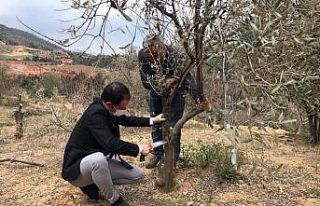 Alaşehir’de Tarım ve Orman Müdürlüğü ekiplerinden...