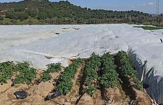 "Alımlar patates üreticisine soluk aldıracak"