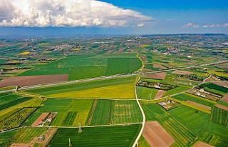 Altın sarısı Kanola tarlaları havadan görüntülendi
