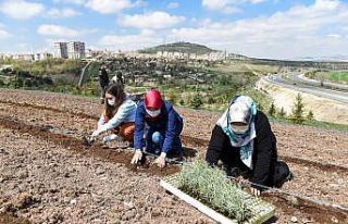 Altındağ çiçek açtı