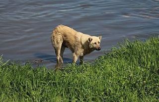 Amasya’da ırmağa düşen köpeği itfaiye kurtardı