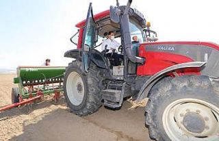 Amasya’da yerli ve milli kenevir ‘Vezir’in ekimi...