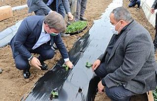 Anadolu’nun Çukurovası’nda fideler toprakla...