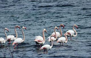 Anadolu’nun Plajı Savcılı’da, flamingolar görüldü
