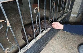 Ankara’da veteriner teknisyeninin bahçesine yapılan...